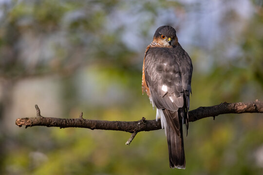Sparviere (Accipiter nisus)