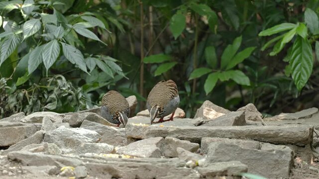 View of two rufous throated partridges foraging for food on a rocky surface with lush green foliage in the background in Dehong Dai and Jingpo Autonomous Prefecture, Yunnan, China.