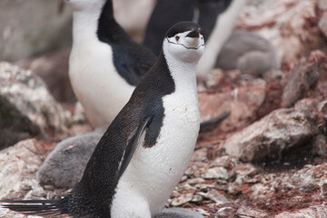 Fototapeta premium South Orkney Islands, Antarctic penguin on a cloudy winter day.