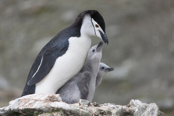 Fototapeta premium South Orkney Islands, Antarctic penguin on a cloudy winter day.