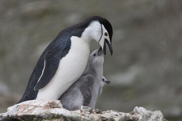 Fototapeta premium South Orkney Islands, Antarctic penguin on a cloudy winter day.