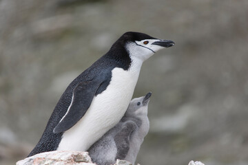 Fototapeta premium South Orkney Islands, Antarctic penguin on a cloudy winter day.