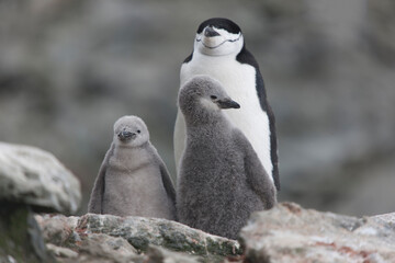 Fototapeta premium South Orkney Islands, Antarctic penguin on a cloudy winter day.