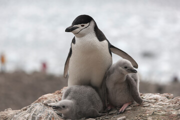 Fototapeta premium South Orkney Islands, Antarctic penguin on a cloudy winter day.