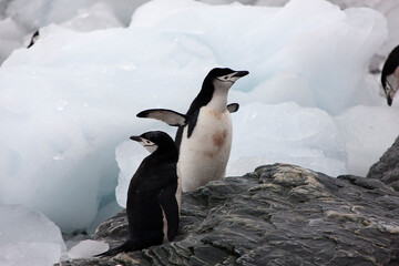 Obraz premium South Orkney Islands, Antarctic penguin on a cloudy winter day.