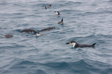 Fototapeta premium South Orkney Islands, Antarctic penguin on a cloudy winter day.