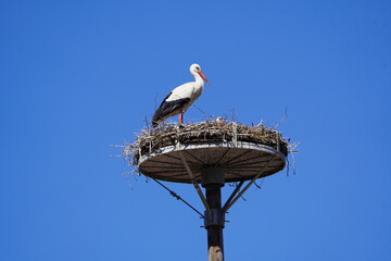 Fototapeta premium White Stork (Ciconia ciconia) standing in its nest. Kaltenweide near Langenhagen, Germany.