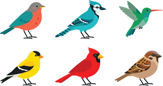 Colorful backyard birds collection, flat design vector illustrations of common North American bird species