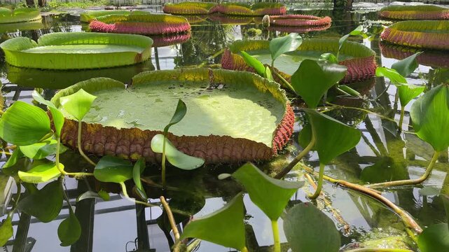 Big lotus leaves floating on the calm water. 4k