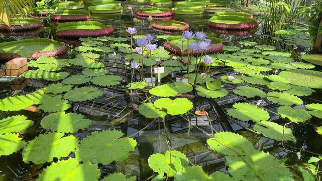 Lotus flowers in a botanical garden. Water lily in the blossom. 4k