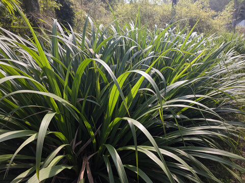 This image features a dense, thriving clump of vibrant green ornamental or aromatic grass, highly characteristic of Lemongrass (Cymbopogon) or Citronella grass. The plant exhibits long, slender, archi