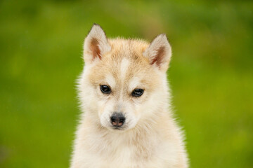 Close up portrait of a cute Siberian husky puppy looking at camera. Fluffy purebred baby dog on green grass background. © Alina Ziabrieva