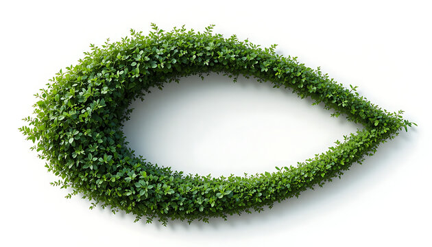 Oval-shaped hedge or shrubbery arrangement on white background, green