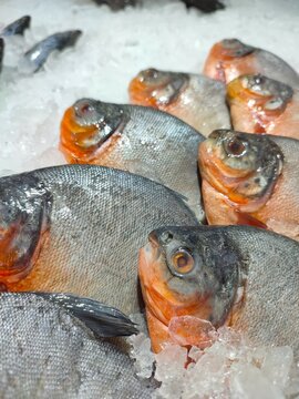 Close-up view of fresh raw pacu or pomfret fish (ikan bawal) with distinct orange gills displayed on a bed of crushed ice cubes at a local fish market or supermarket