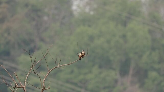 View of collared falconets on a bare tree branch against a lush green forest background in Dehong Dai and Jingpo Autonomous Prefecture, Yunnan, China.
