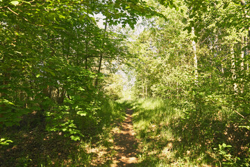 leśna ścieżka,wiosna © Marcin Łazarczyk
