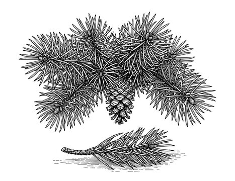 Pine tree branch with cone and needle sprig detailed engraving vintage style.