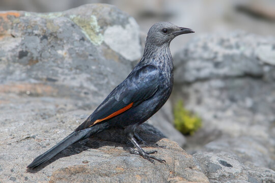 Close-up of a Red-winged Starling (Onychognathus morio) perched on rocks.