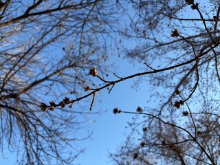 Bare tree branches with buds against clear blue sky © Qazy