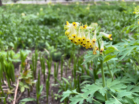Yellow corydalis flowers with dark centers in spring garden