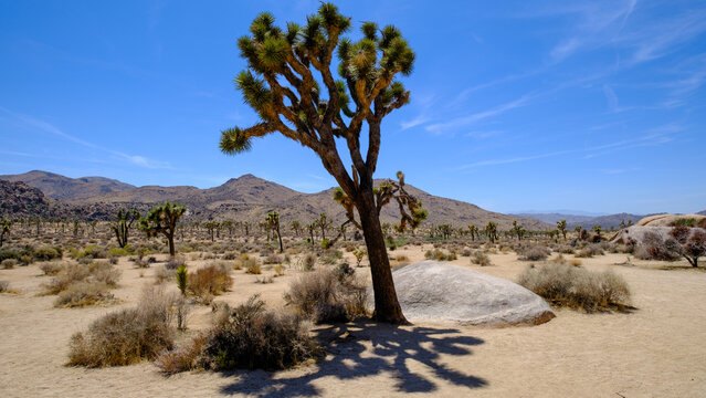 Deserted and barren lands of the Joshua Treen National Park