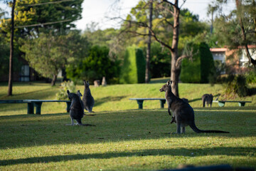 Beautiful kangaroo in the Australian bush, in the blue mountains, nsw. Australian wildlife in a national park in Australia. © will