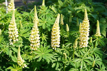 Fototapeta premium Large-leaved Lupine (Lupinus polyphyllus), 'Kronleuchter'. An upright-growing, clump-forming perennial reaching a height of 60 to 80 cm. The flowers are yellow. Hanover, Germany.