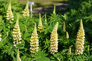 Fototapeta premium Large-leaved Lupine (Lupinus polyphyllus), 'Kronleuchter'. An upright-growing, clump-forming perennial reaching a height of 60 to 80 cm. The flowers are yellow. Hanover, Germany.