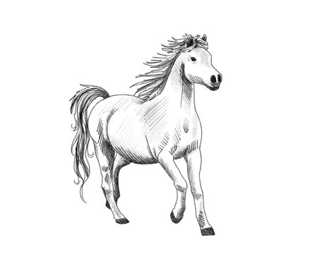 Graphite animal sketch, horse, mustang, trot, no background, digital, gallop, mammal, stable, field, PNG, Black and white, pencil, cute, realistic, backgroundless