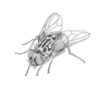 Graphite animal sketch, fly, insect, housefly, no background, digital, flying, oviparous, wings, 6 legs, PNG, Black and white, pencil, cute, realistic, backgroundless