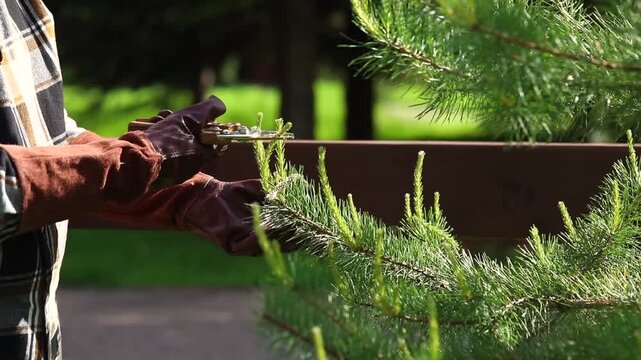 Pruning and shaping pine trees with pruning shears, hands in gloves pruning green pine branches.