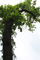 Fototapeta premium oak, green oak tree in summer, green tree in the forest