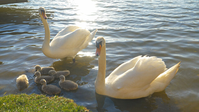 PORTRAIT: Cob and pen protect their offspring swimming by the grassy lake shore.