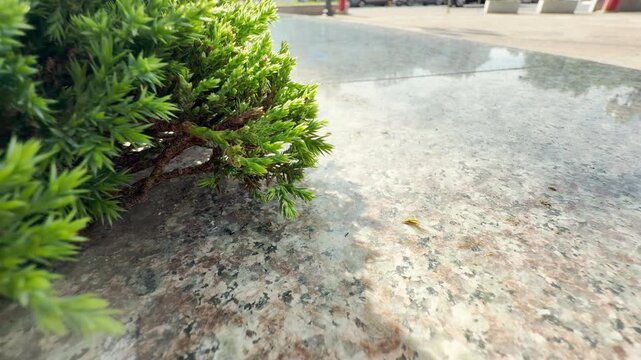 A smooth, reflective granite surface extends outward beside a leafy green conifer shrub. In background, distant urban activity carries on. The passing vehicles create a low, continuous traffic sound.
