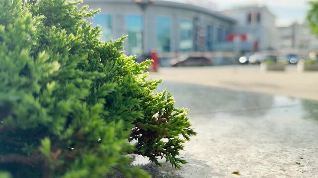 A vibrant green conifer bush grows next to a polished stone ledge. In the blurred background, buses and cars pass by public square. Their movement generates a continuous rumble of urban traffic sound.