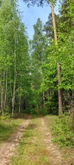 Obraz premium Russian forest with pines and birches, summer landscape with a forest path.
