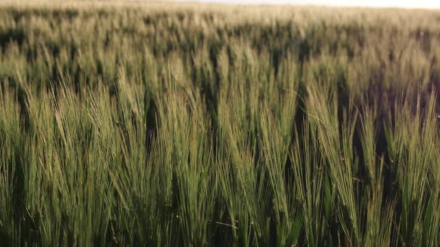 Barley field background Moody barley field bathed in dusk, warm backlight and long stalk silhouettes create cinematic amber tones, soft bokeh and slow motion conveying tranquil evening mood.