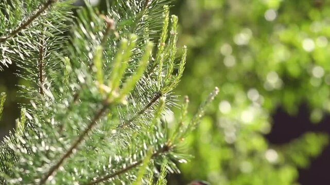 Pruning and shaping pine trees with pruning shears, hands in gloves pruning green pine branches.