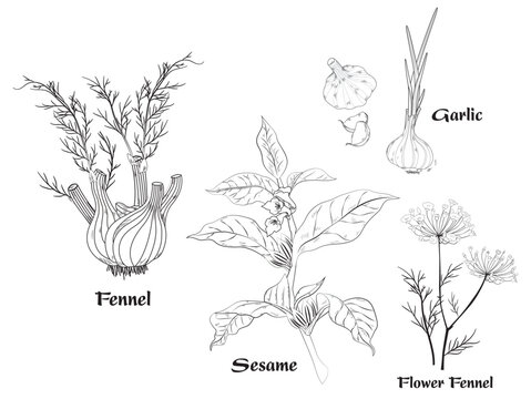 Hand-drawn vector illustration of various spices and herbs in a detailed coloring book page for adults and educational activities, featuring cinnamon sticks, peppercorns, and star anise outlines
