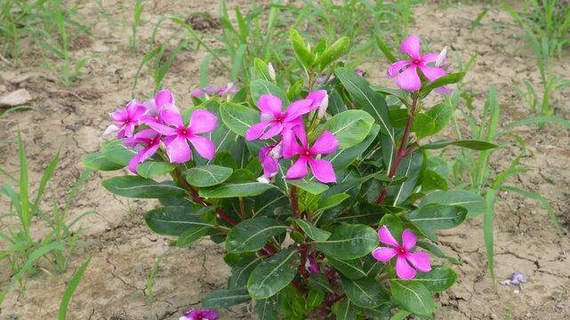 Bright Pink Catharanthus Roseus Flowers with Glossy Green Leaves