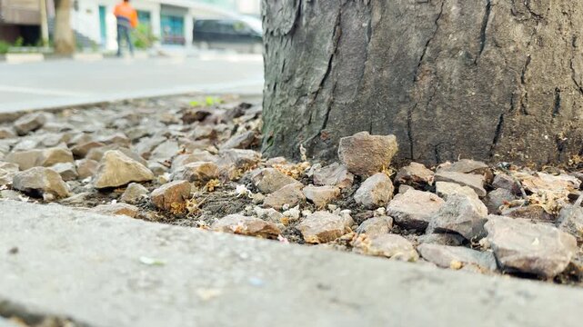 A thick tree trunk stands firmly in a bed of gravel and dirt. Small stones scatter across the soil as a light breeze rustles nearby. The scene is filled with distant, low hum of morning city traffic.