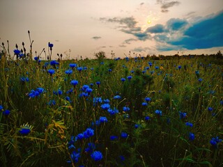 Polne kwiaty 2 © NaturePhoto