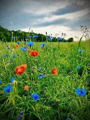 Polne kwiaty © NaturePhoto