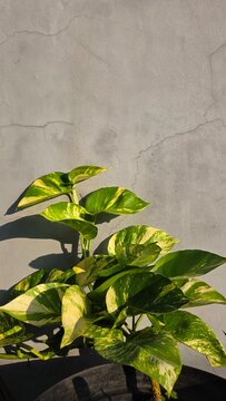 green bamboo leaves