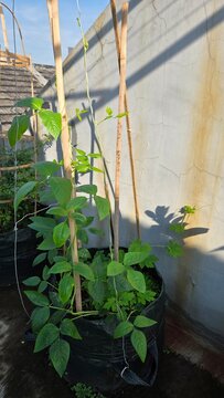 plants in greenhouse