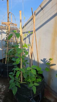 green plant in the garden