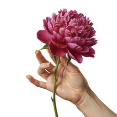 Fototapeta premium Woman hand holding blooming peony flower. Botanical art style illustration of pink peony. Elegant floral decoration for greeting card, wedding invitation and spring design concept.