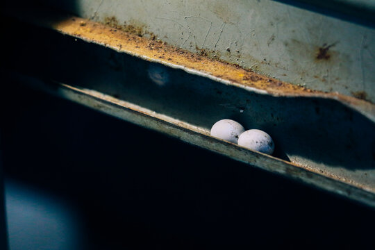 Gecko Eggs on Rusty Metal Shelf With Industrial Grunge Background and Urban Wildlife Concept