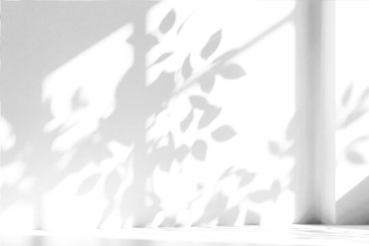 branch of a tree with leaves shadow,shadow overlay effect of natural tree leaves shadow and window shadow over on white wall,abstract summer sunlight shadow on transparent background,branch shadow