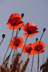 Obraz premium Blooming red poppies against a clear blue sky